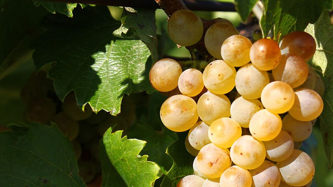 Furmint grape cluster