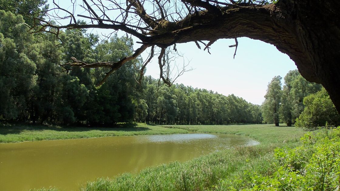 Gemenc forest l Photo by Oliv0/wikipedia