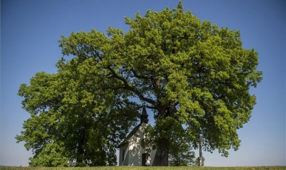 The 400-year-old downy oak in Bátaszék