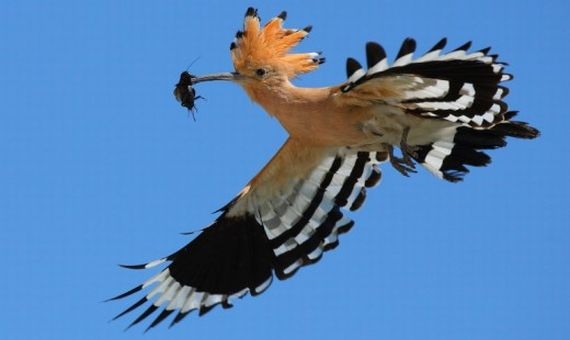 Hoopoe - the Bird of the Year in Hungary | Csaba Lóki - MME