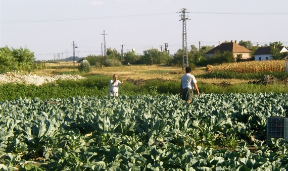 Cauliflower harvest in Tömörkény