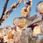 EC Clears EUR 10.8 Mn in Support for Hungarian Farmers