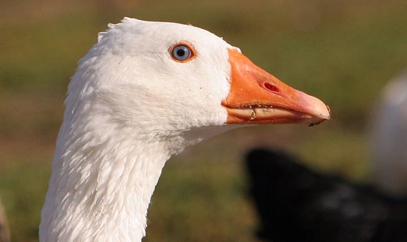 Better price for Hungarian goose export | wikipedia
