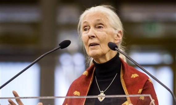 Jane Goodall speaking in Budapest | Zsolt Szigetváry / MTI