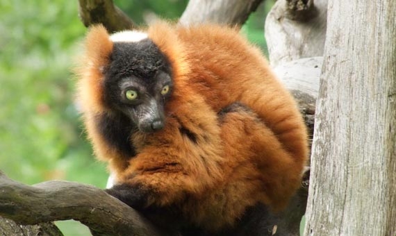 Lemurs to deepen friendly relations between Hungary and Madagascar |