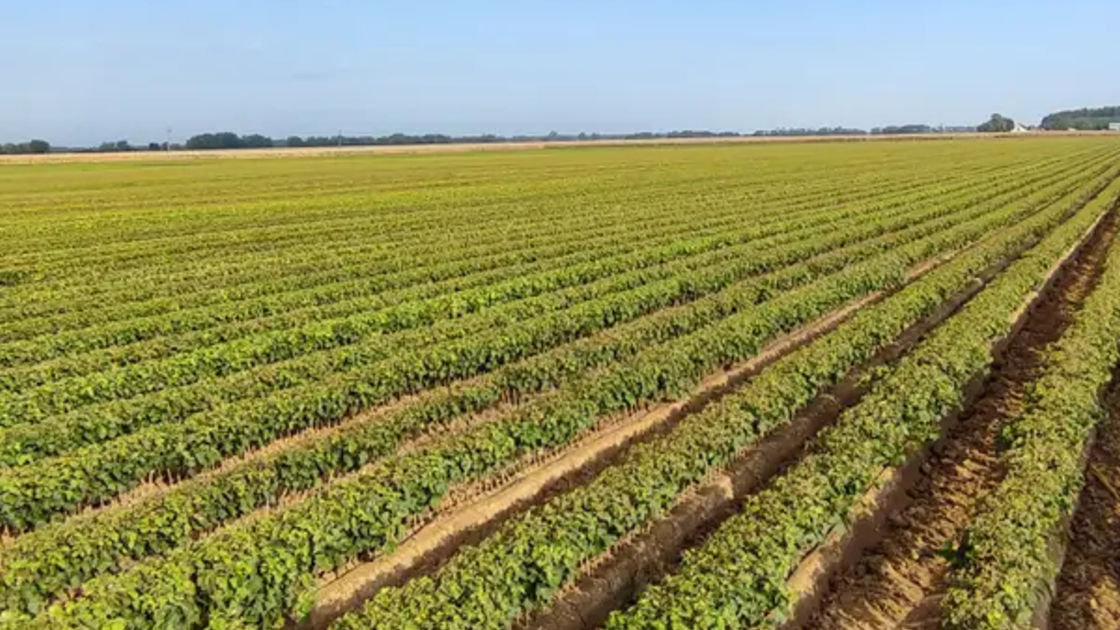 Hungarian Wine Production Up By 10%