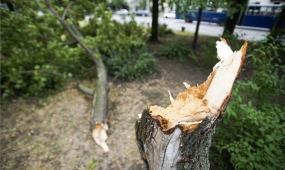 Tree damaged by storm in Budapest's City Park | Zoltán Balogh / MTI